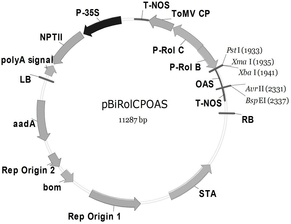 Plant expression vector, aphid gene dsrna expression vector and application thereof