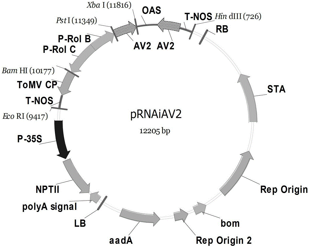 Plant expression vector, aphid gene dsrna expression vector and application thereof