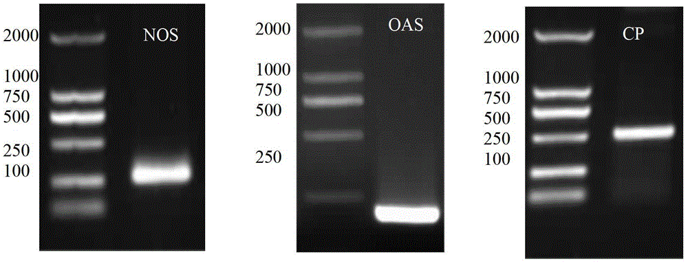 Plant expression vector, aphid gene dsrna expression vector and application thereof