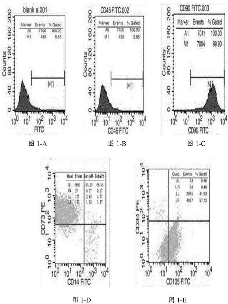 Method for culturing mesenchymal stem cell in vitro