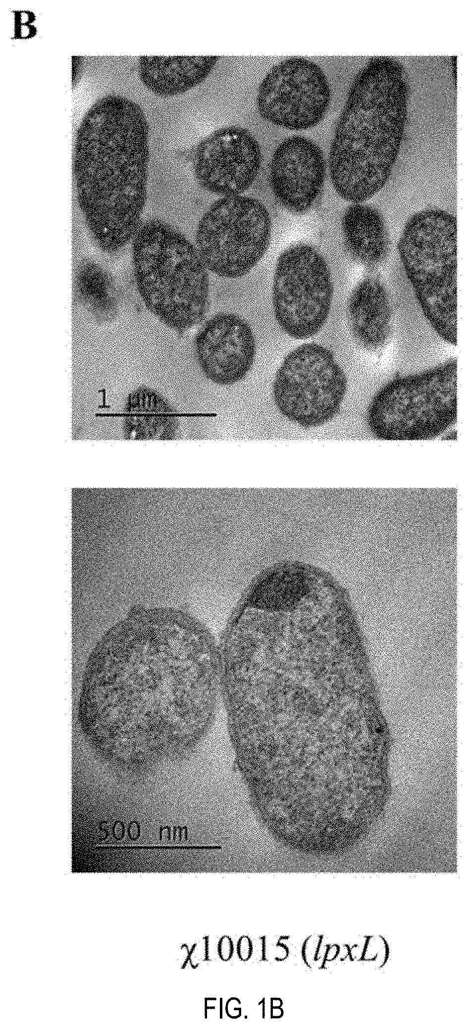 Self-adjuvanting yersinia outer membrane vesicle as a vaccine against plague, anthrax and pseudomonas infection