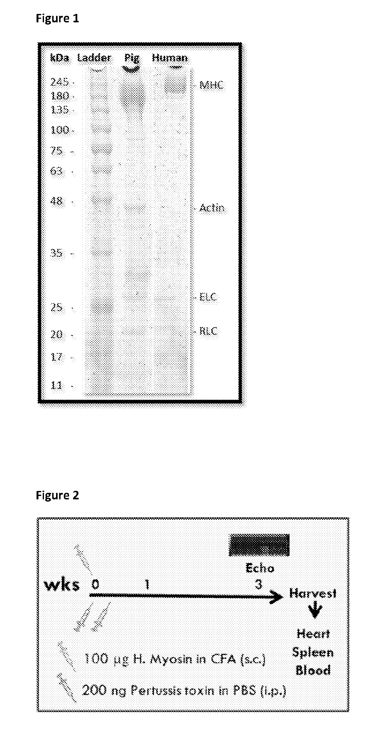 Human myosin peptides