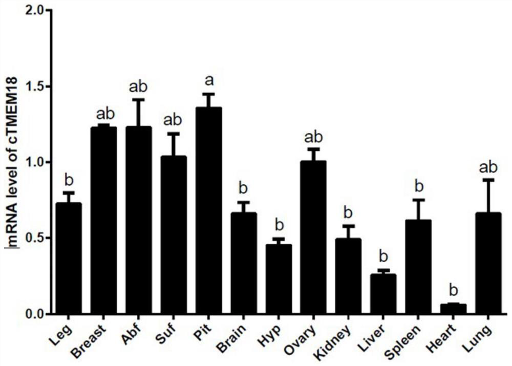 Molecular markers and applications of tmem18 gene related to chicken growth traits