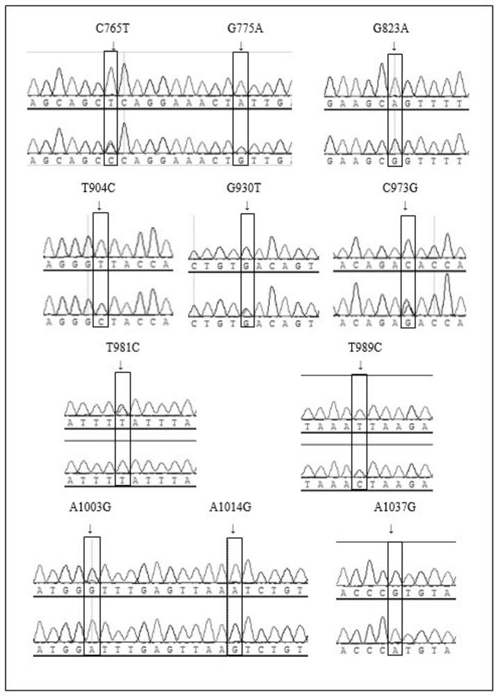 Molecular markers and applications of tmem18 gene related to chicken growth traits