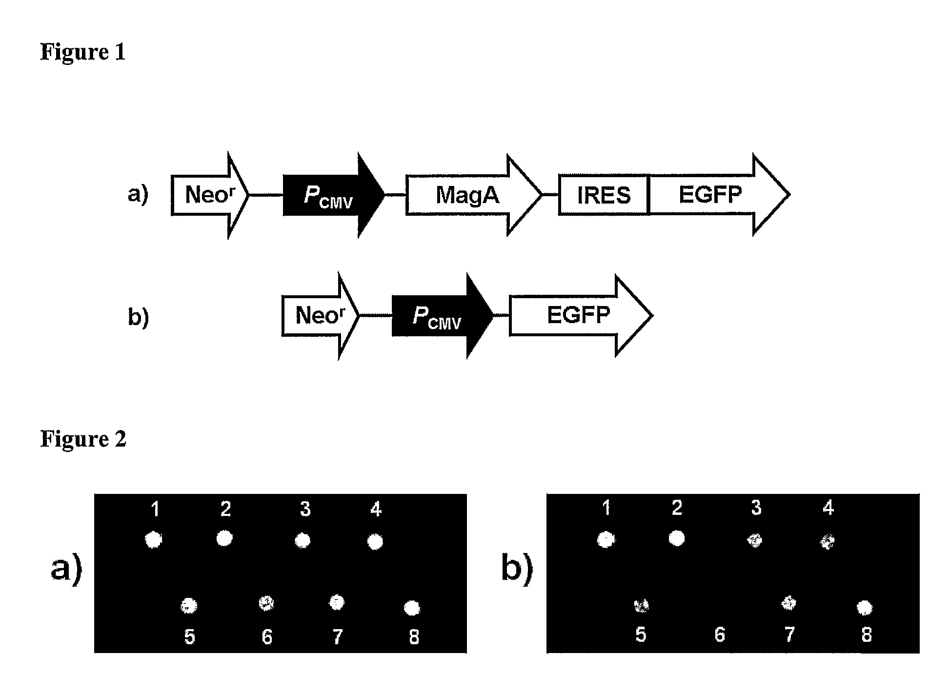 Methods and compositions for the production and use of magnetosomes