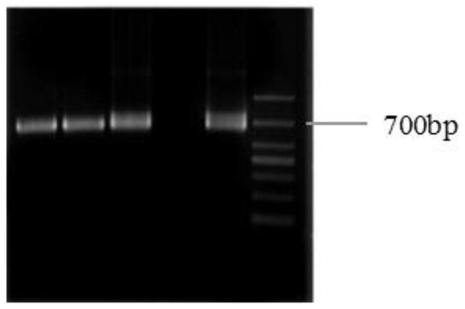 Anti-CTLA-4 nano antibody, coding gene, recombinant nano antibody, recombinant vector, recombinant bacterium and application thereof