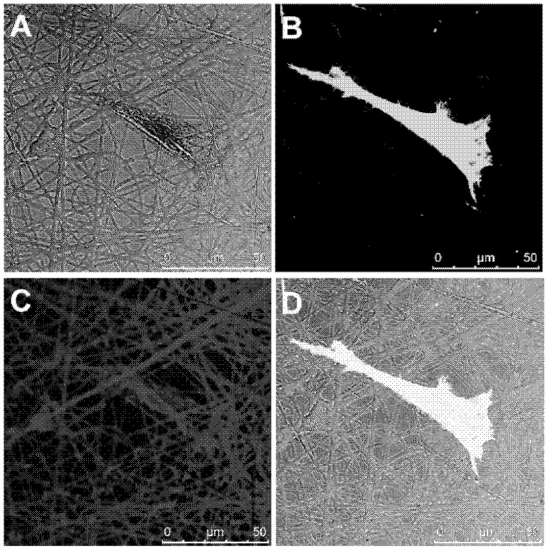 Visual preparation method of polymeric fibers based on laser scanning confocal microscope