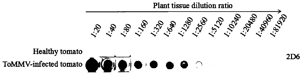 Hybridoma cell strain capable of secreting tomato mottle mosaic virus monoclonal antibodies, and application of monoclonal antibodies