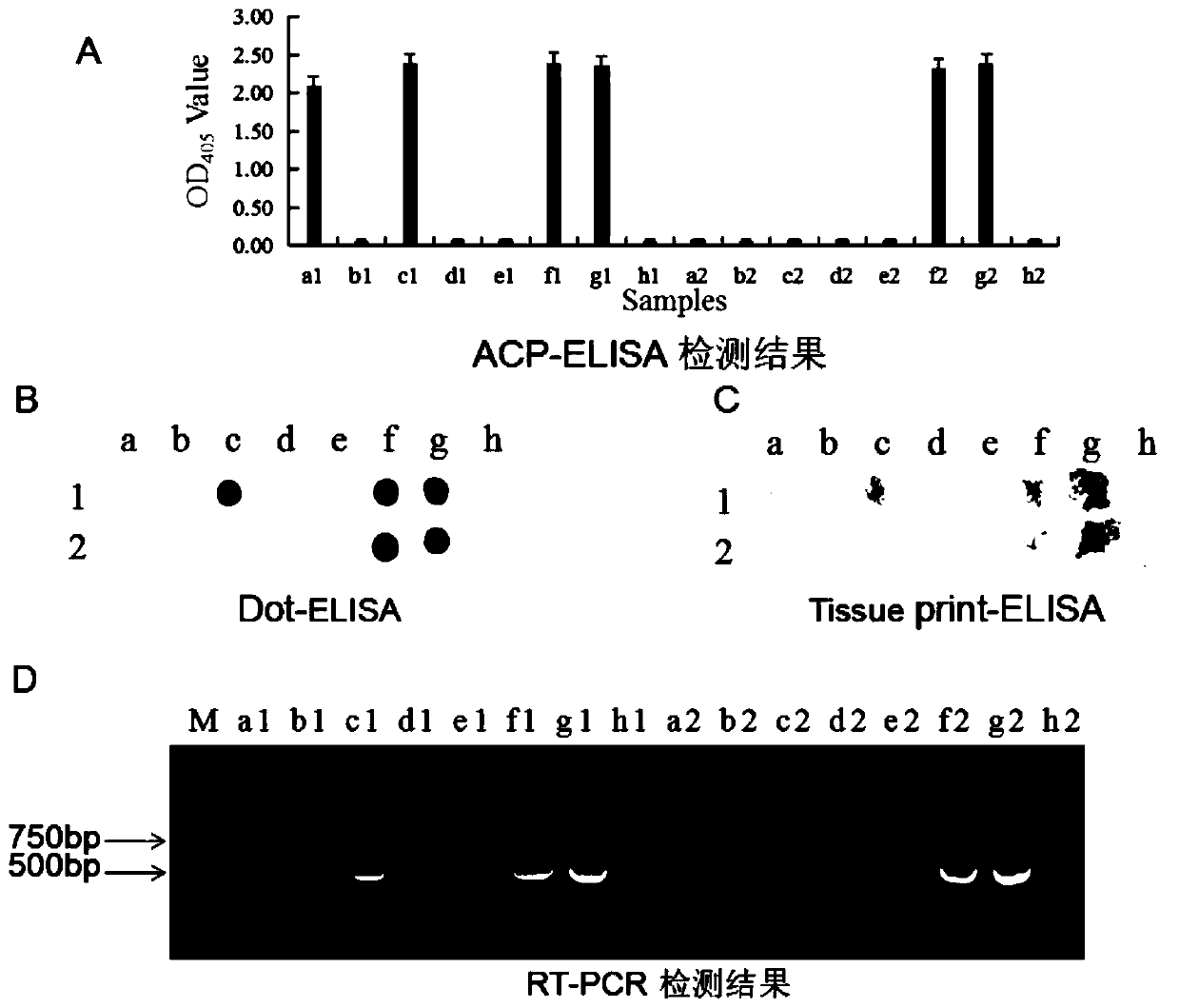 Hybridoma cell strain capable of secreting tomato mottle mosaic virus monoclonal antibodies, and application of monoclonal antibodies