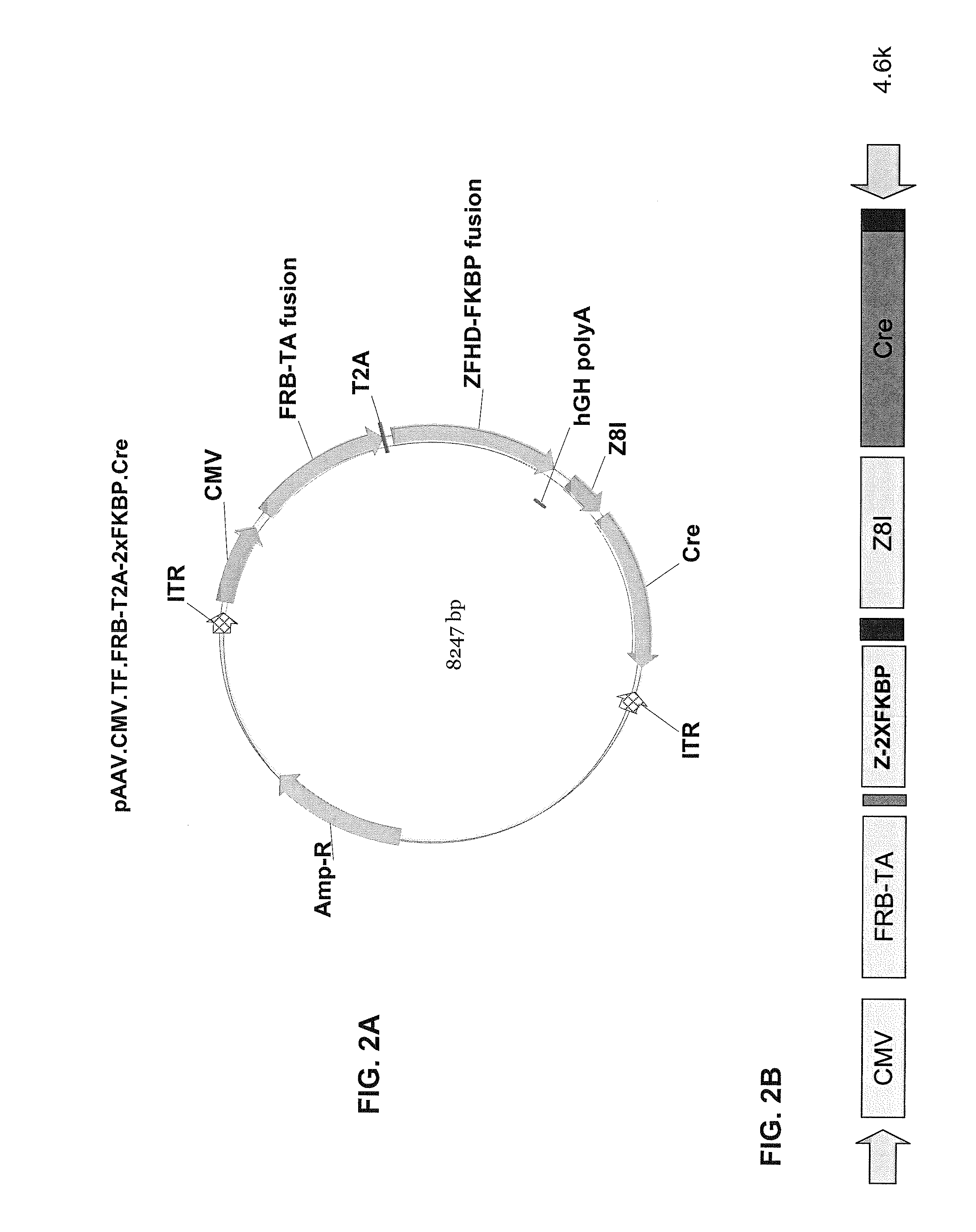 Pharmacologically induced transgene ablation system