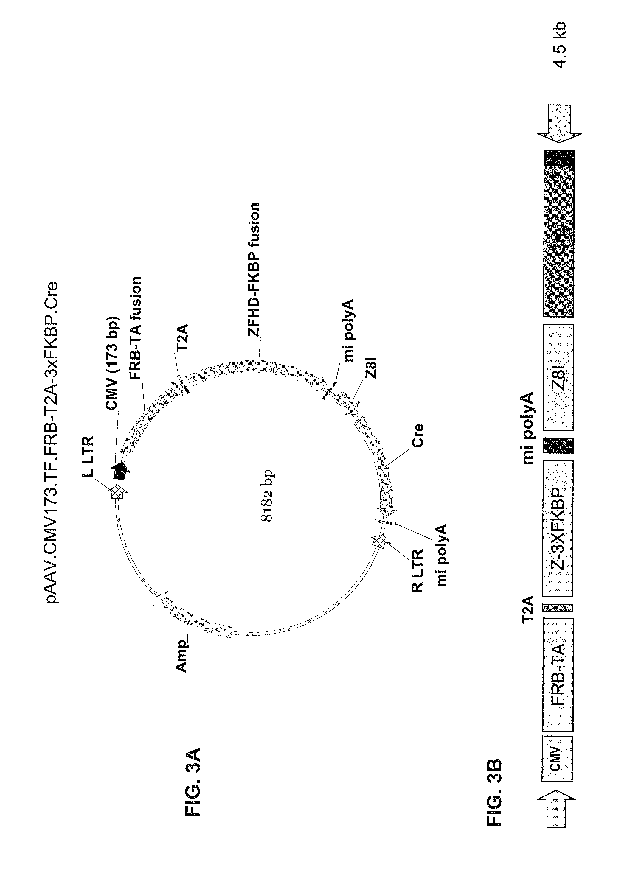 Pharmacologically induced transgene ablation system