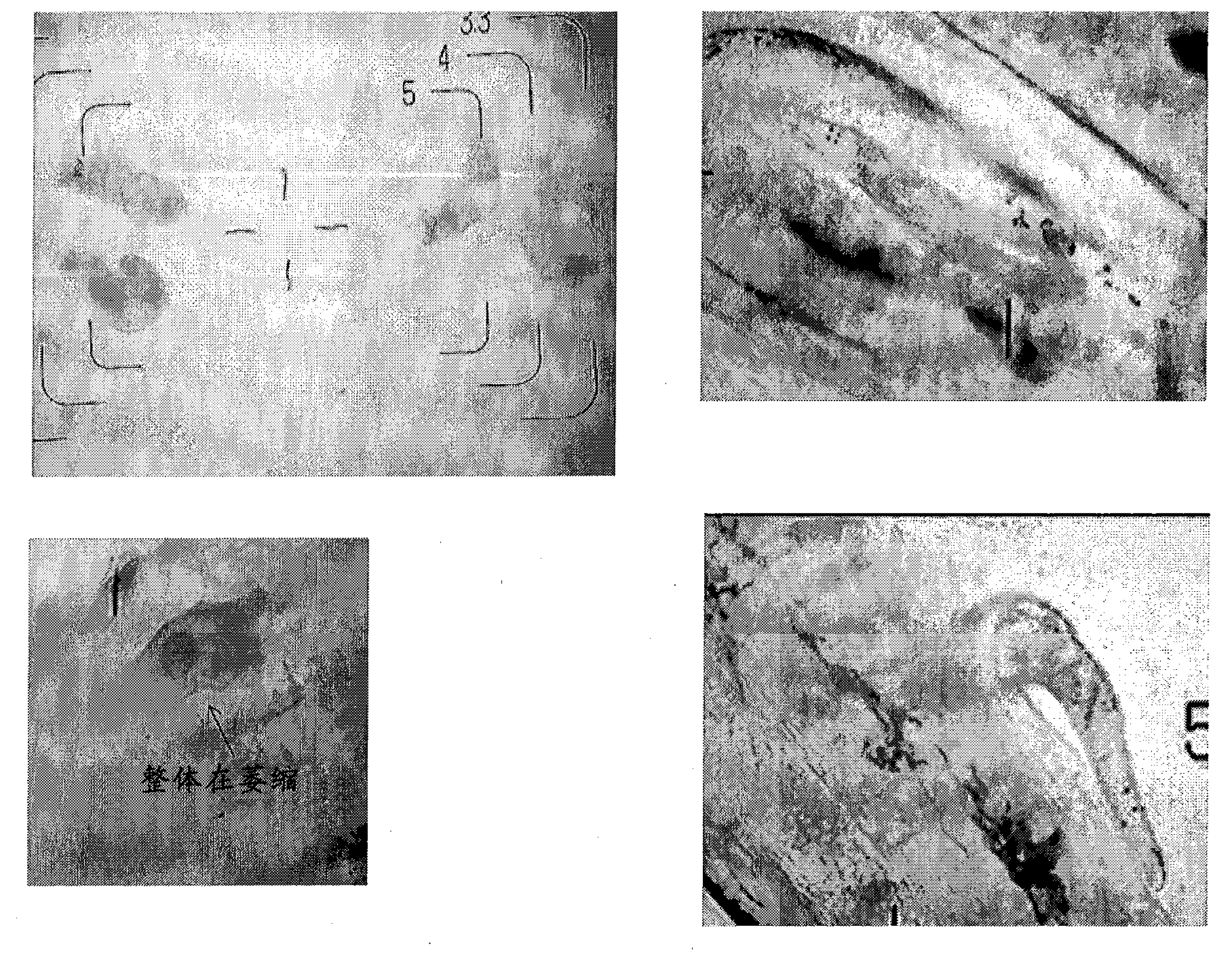 Fish parasite extermination agent and extermination method