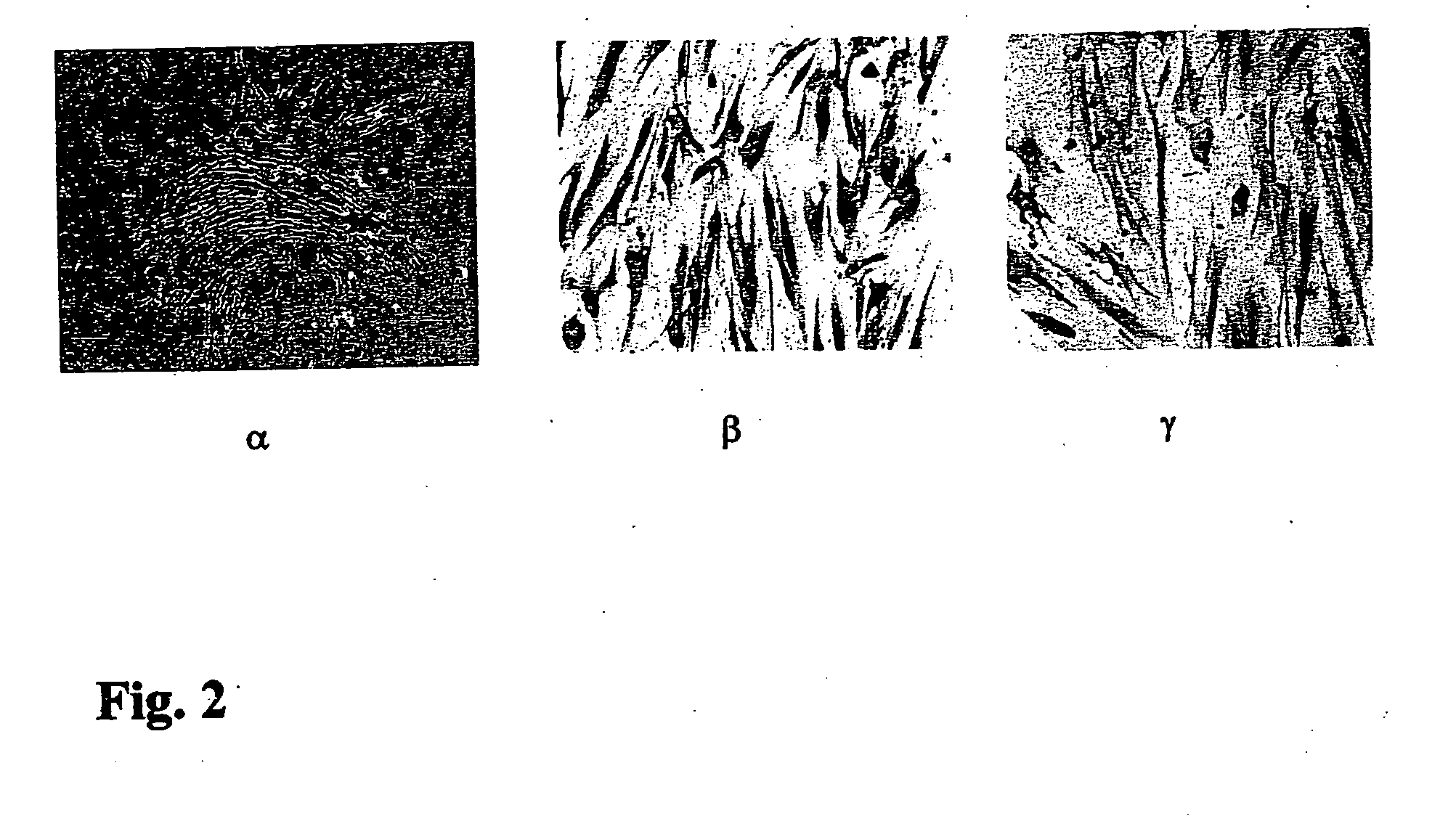 Pluripotent embryonic-like stem cells derived from teeth and uses thereof