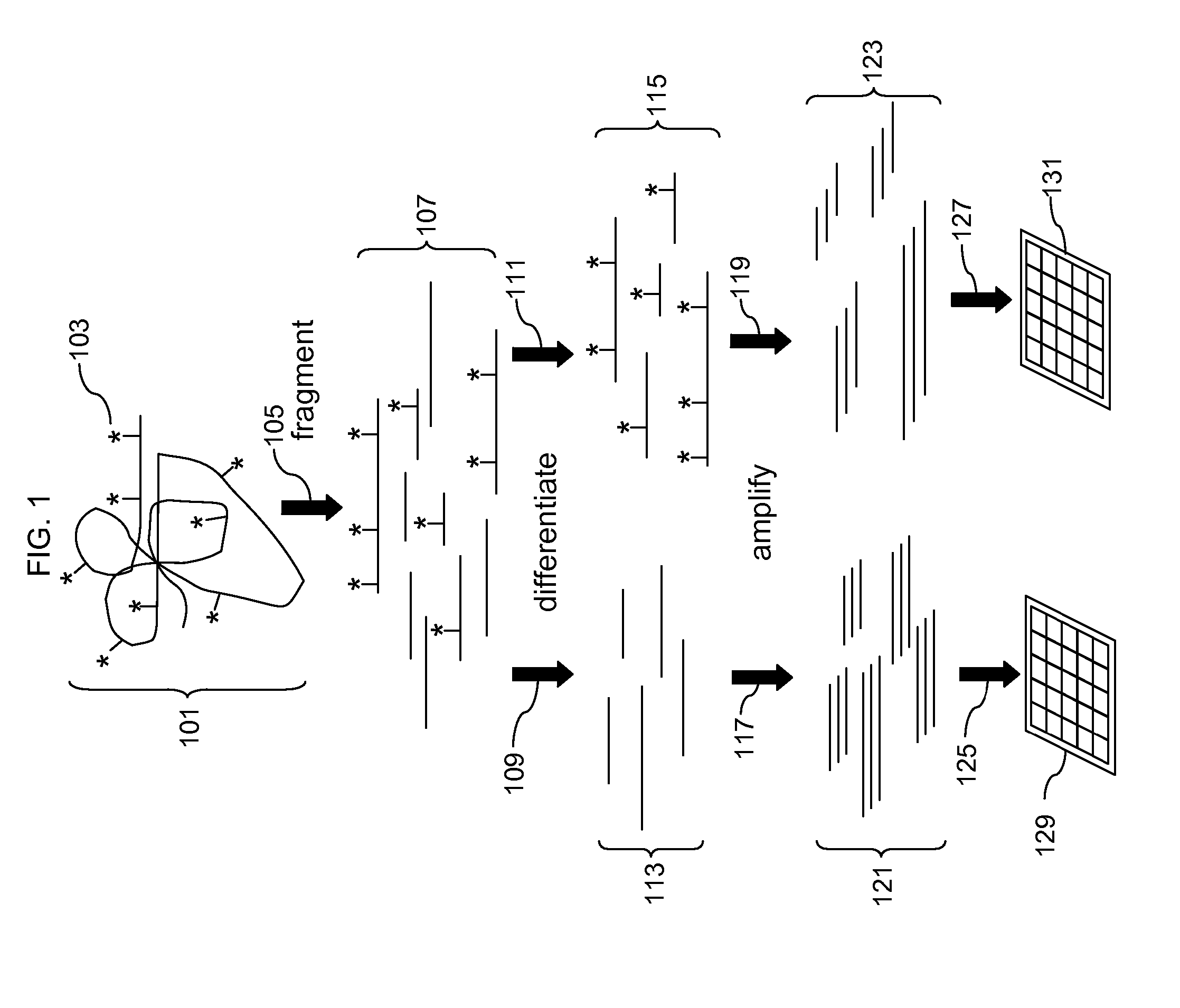 Analysis of methylation using nucleic acid arrays