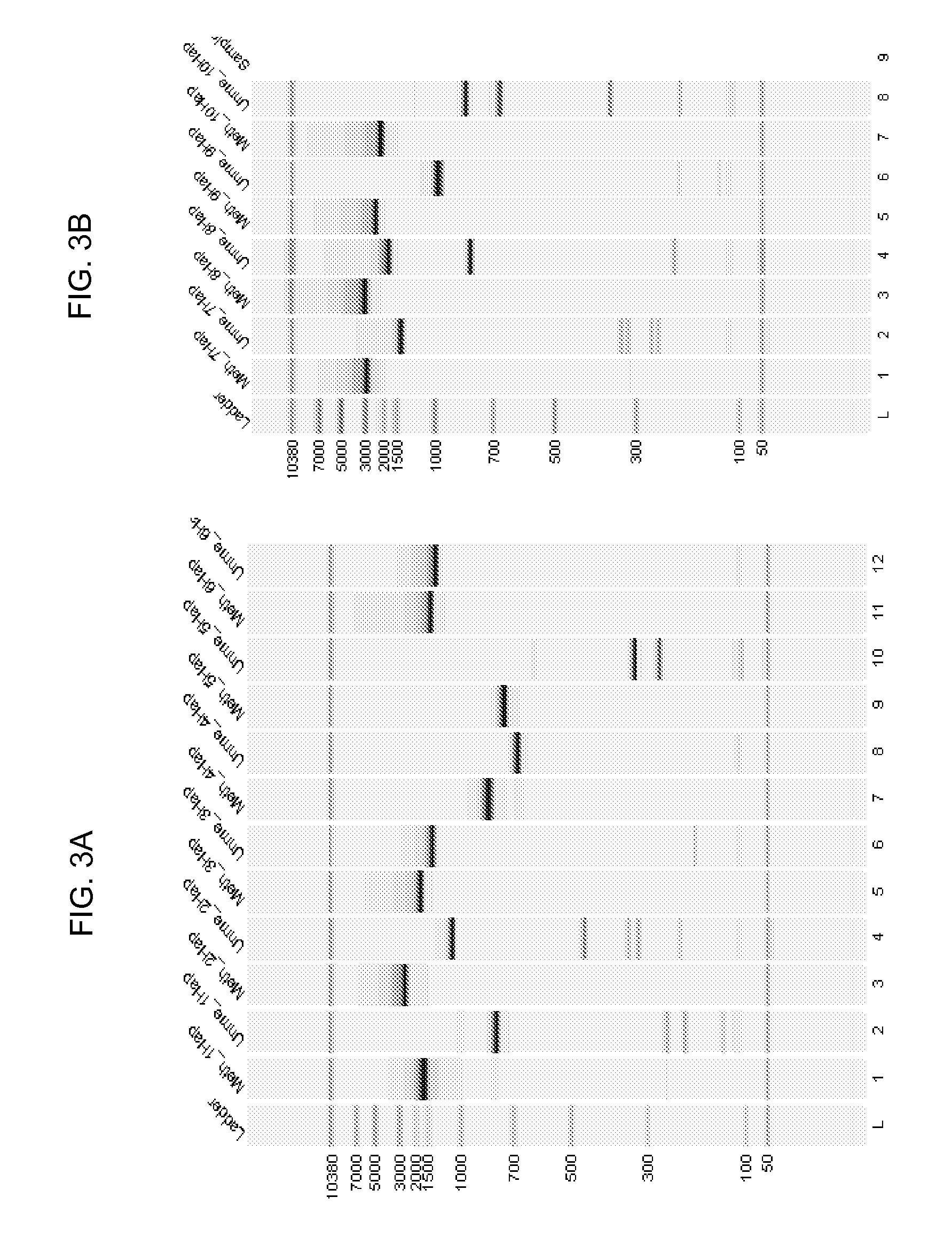 Analysis of methylation using nucleic acid arrays