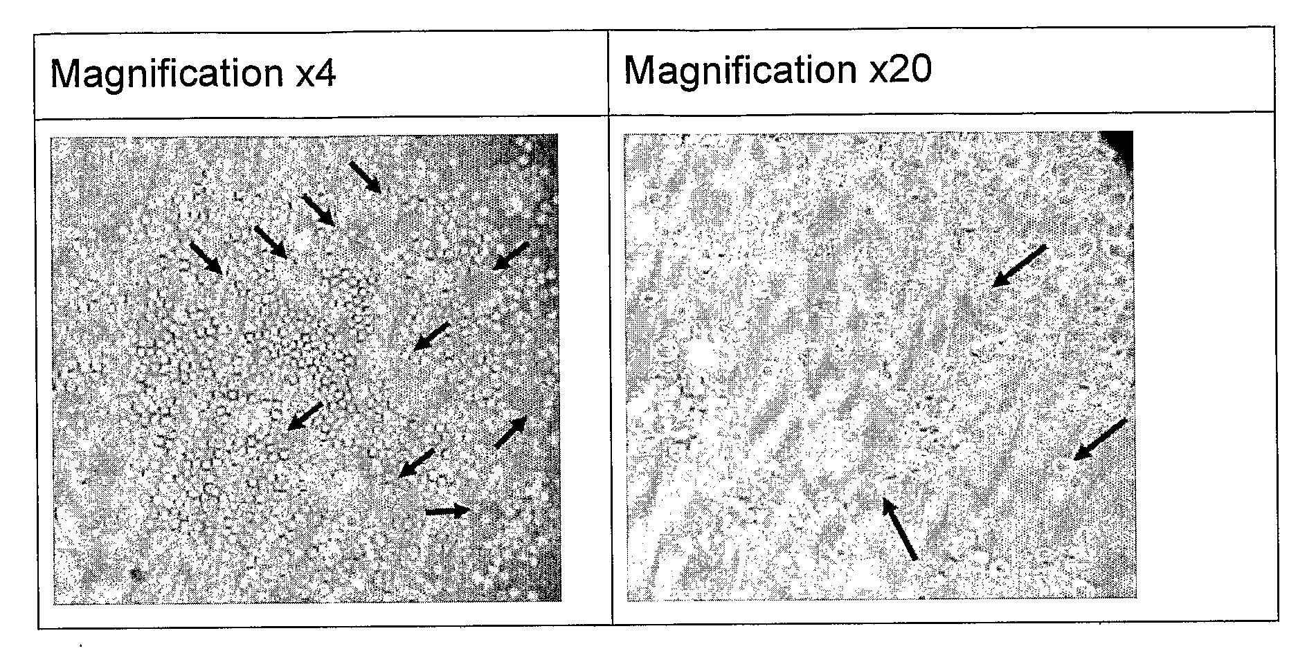 In Vitro Techniques For Use With Stem Cells