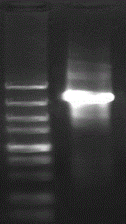 Avian infectious bronchitis virus attenuated virus strain rH120-YZ and construction method thereof