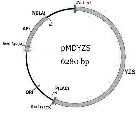 Avian infectious bronchitis virus attenuated virus strain rH120-YZ and construction method thereof