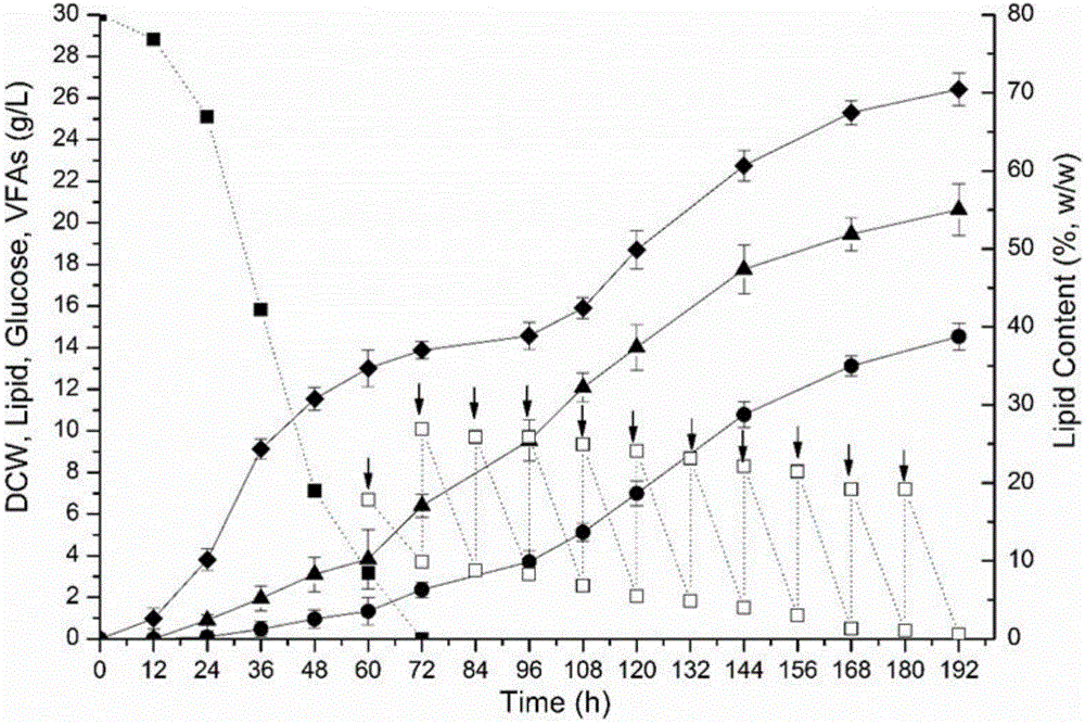 Method for synthesizing microbial oils by two-stage fed-batch fermentation