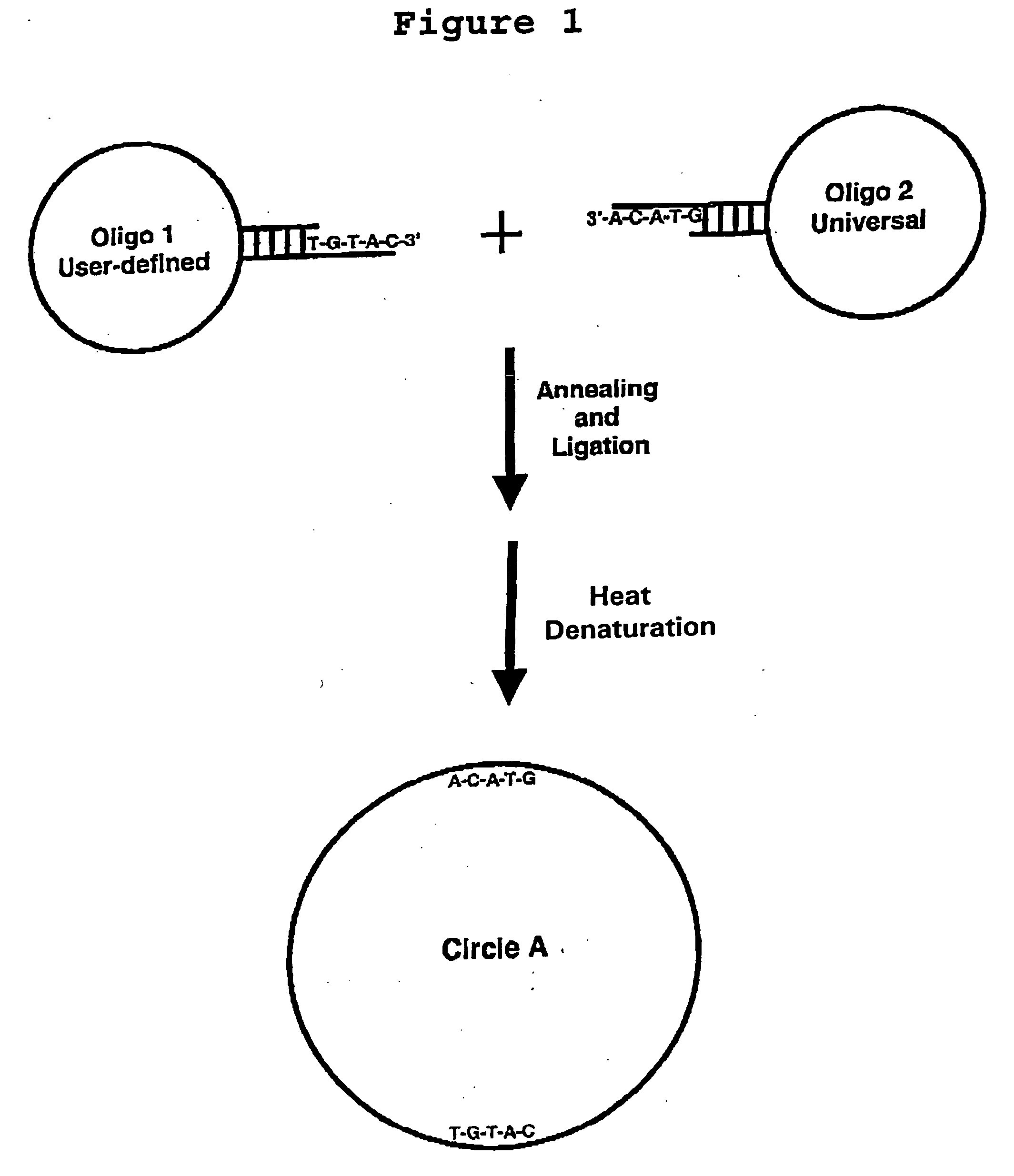 Generation of single-strand circular DNA from linear self-annealing segments