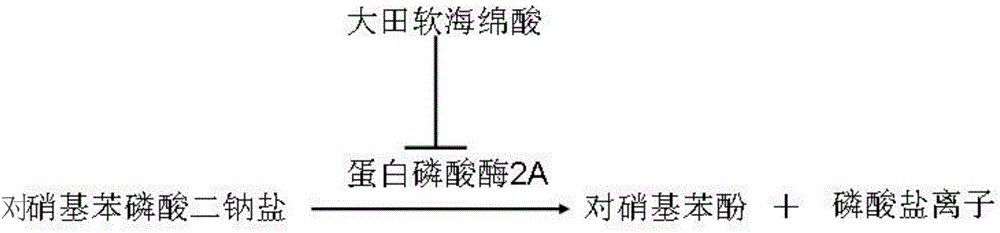 Biosensor for detecting okadaic acid and preparation method