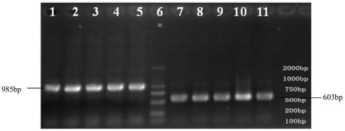 Molecular marker sv3 closely linked to rice bacterial blight resistance gene