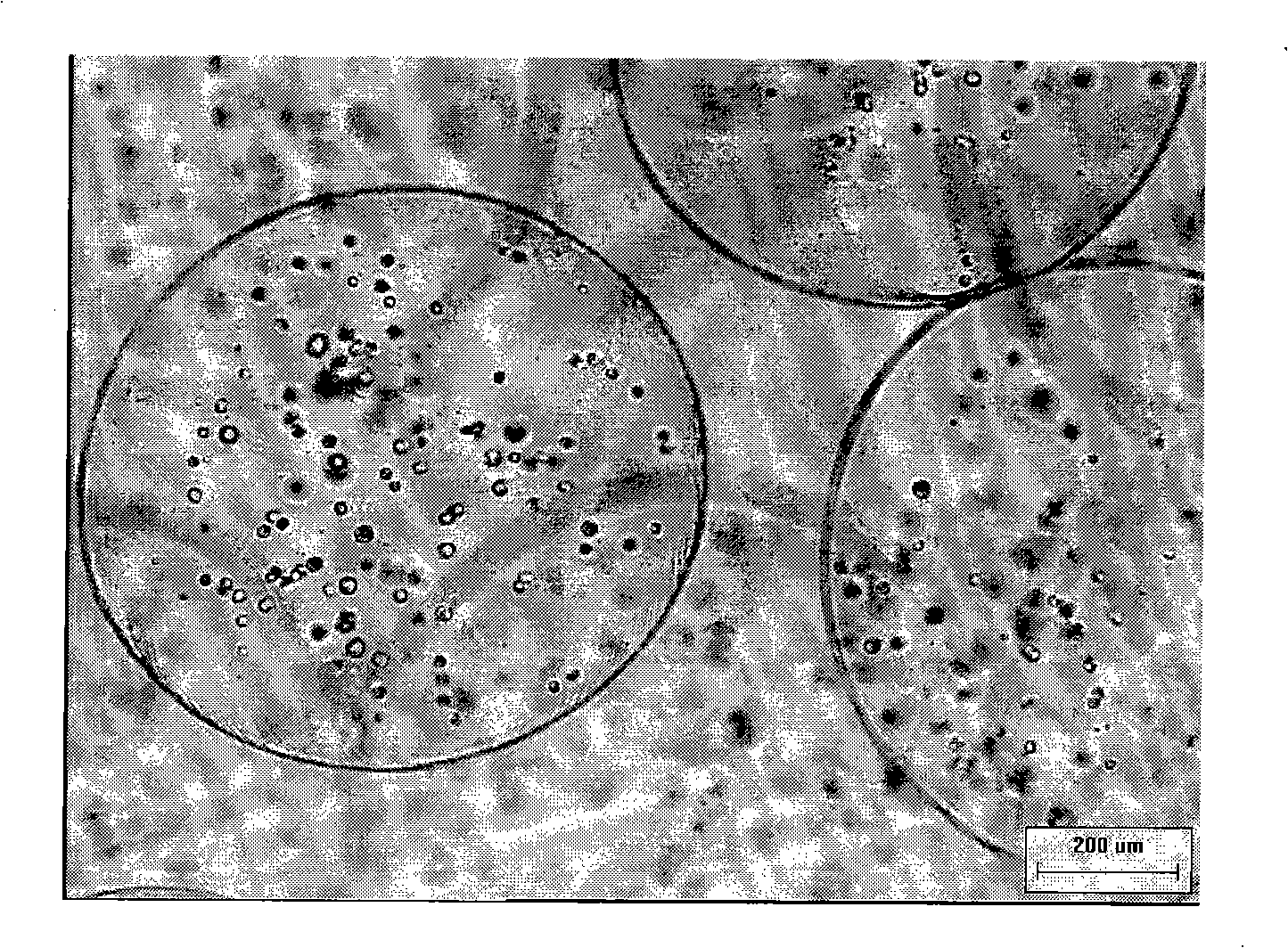 Process for coculturing cord blood hematopoietic stem cells and mesenchymal stem cells in dynamic suspending condition