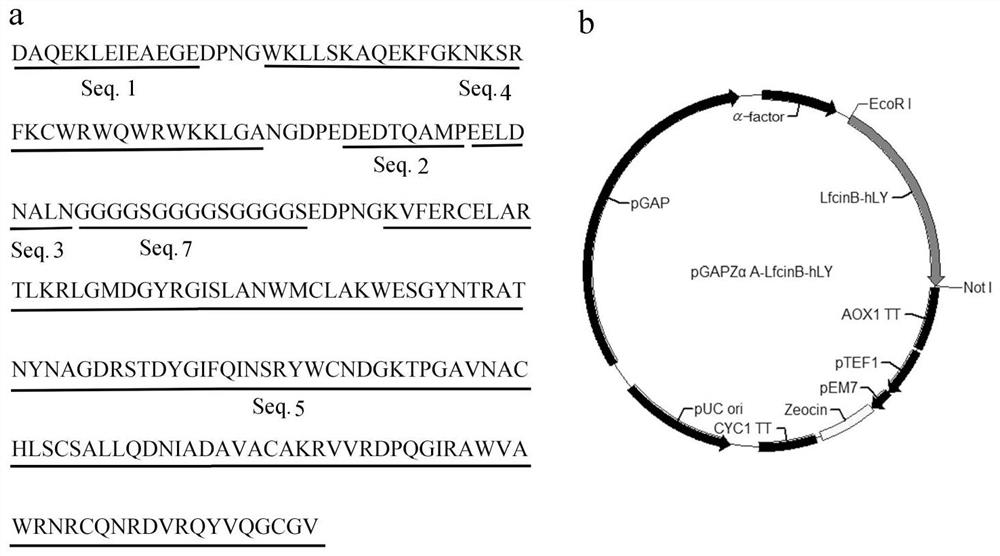 A kind of bovine lactoferrin peptide-human lysozyme fusion protein, gene and application thereof