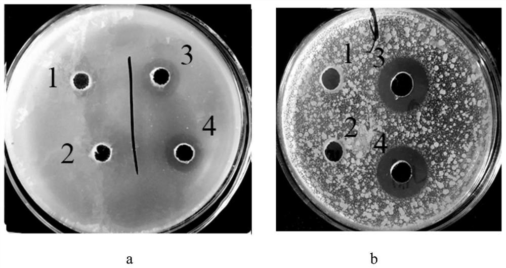 A kind of bovine lactoferrin peptide-human lysozyme fusion protein, gene and application thereof