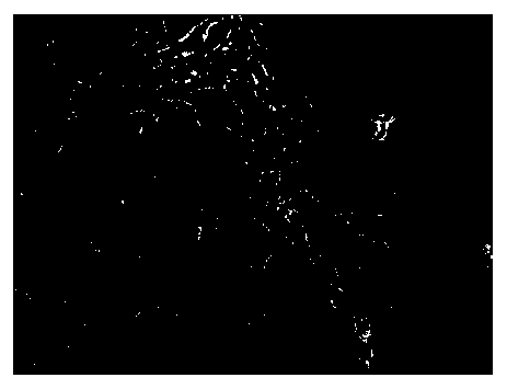 Method and device for efficiently separating nucleus pulposus primary cells