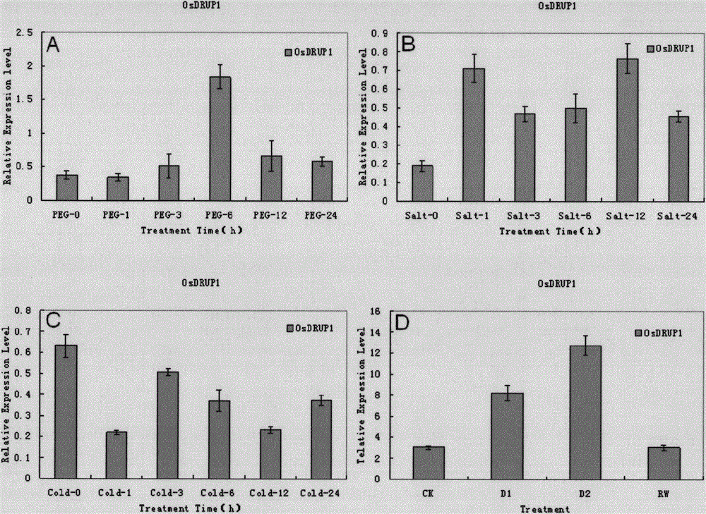 Application of rice osdrup1 gene in enhancing plant drought resistance