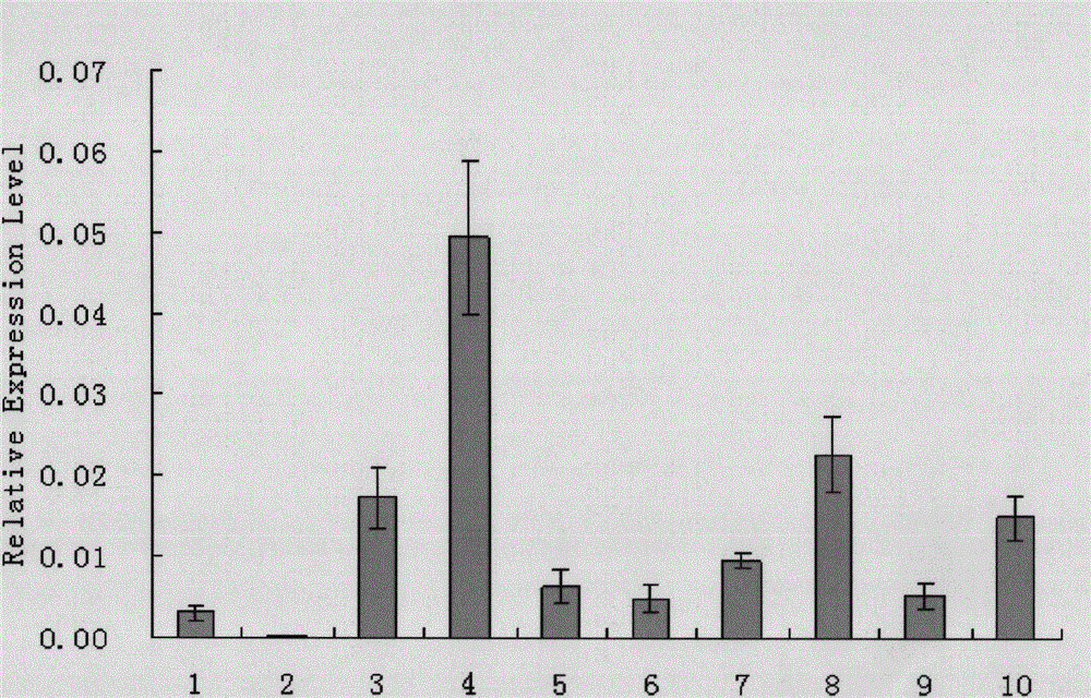 Application of rice osdrup1 gene in enhancing plant drought resistance