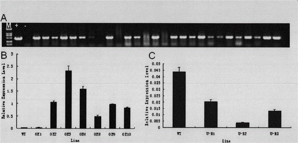 Application of rice osdrup1 gene in enhancing plant drought resistance