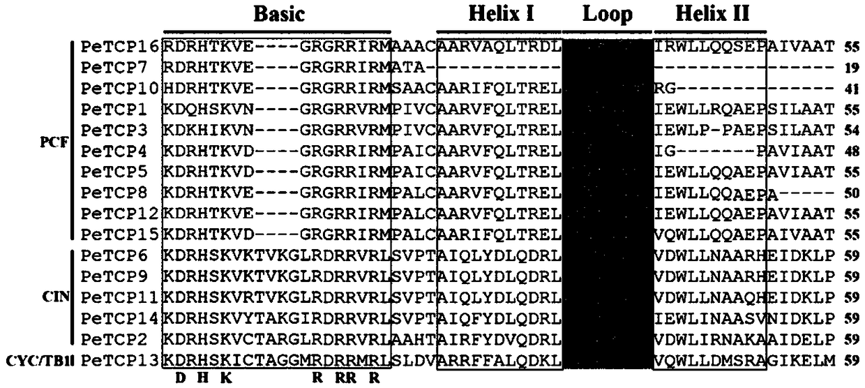 Phyllostachys edulis PeTCP10 protein capable of controlling leaf curling, and applications thereof