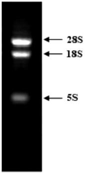 Phyllostachys edulis PeTCP10 protein capable of controlling leaf curling, and applications thereof