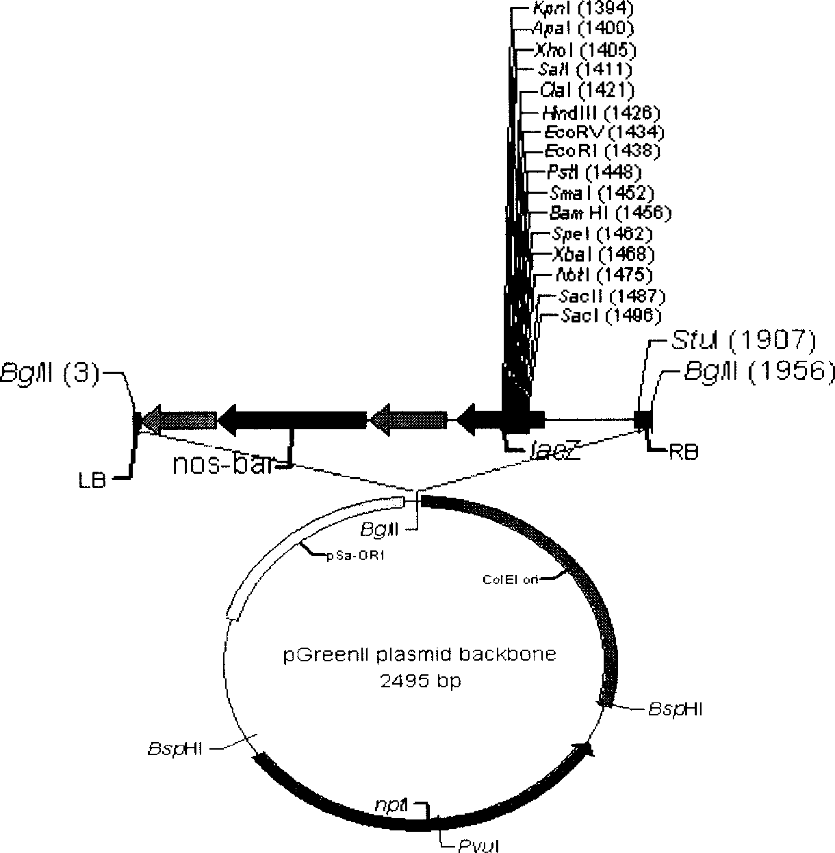 Rape transgenic method