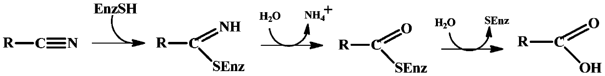 Nitrilase mutant, gene, carrier, engineering bacteria and application