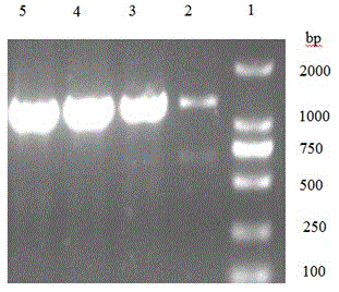 Nucleoside phosphorylase, encoding gene and high-producing strain and application of nucleoside phosphorylase