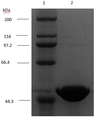 Nucleoside phosphorylase, encoding gene and high-producing strain and application of nucleoside phosphorylase