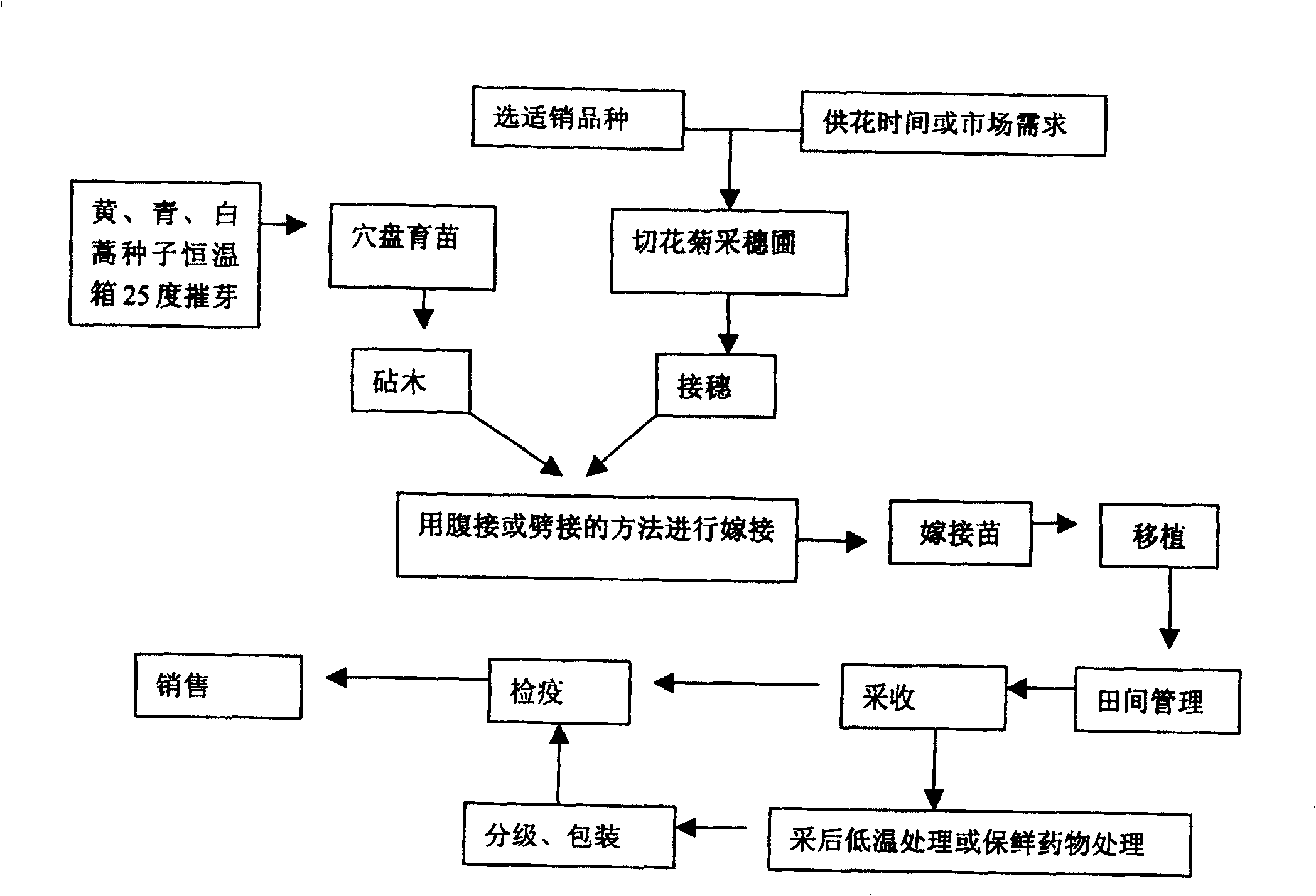 Grafting cultivation method for chrysanthemum morifolium