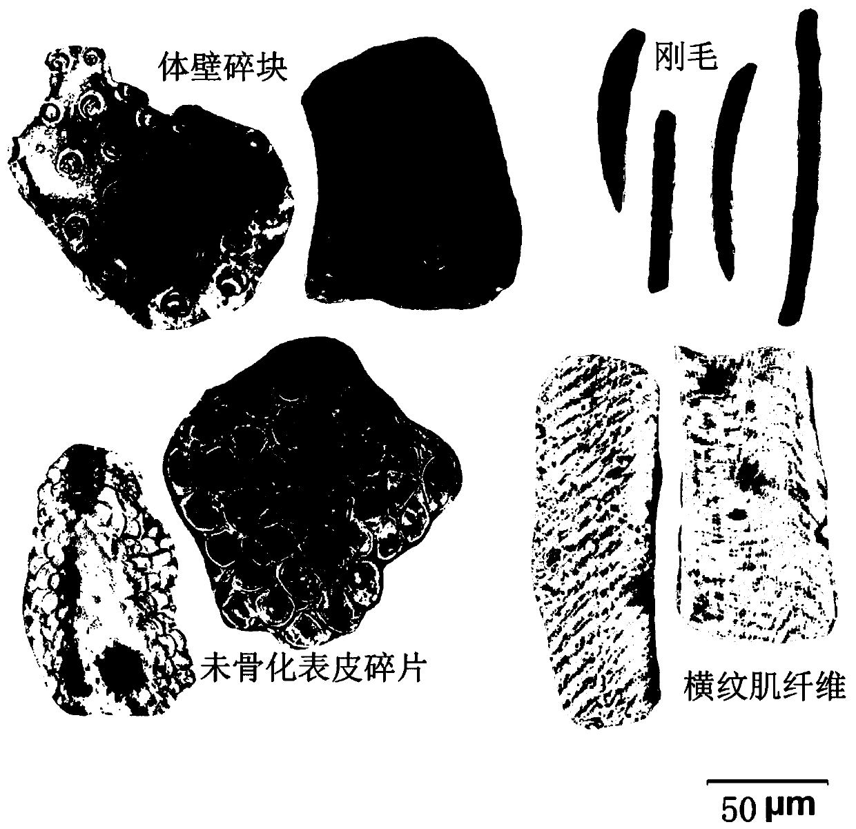 TLC Identification Method of Sand Cattle