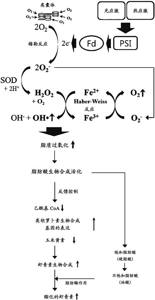 Method for increasing production of astaxanthin in haematococcus pluvialis by mature spore inoculation and iron ion-mediated Harber-Weiss reaction at high temperature