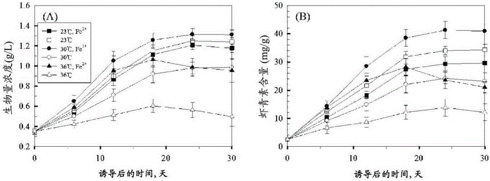 Method for increasing production of astaxanthin in haematococcus pluvialis by mature spore inoculation and iron ion-mediated Harber-Weiss reaction at high temperature