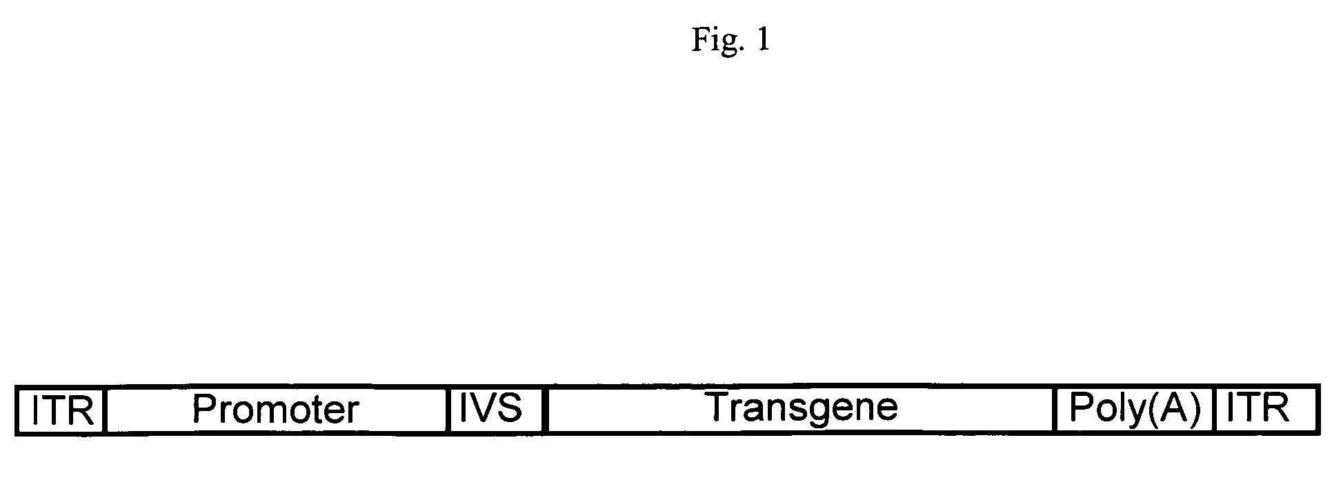 Truncated CMV promoters and vectors containing same