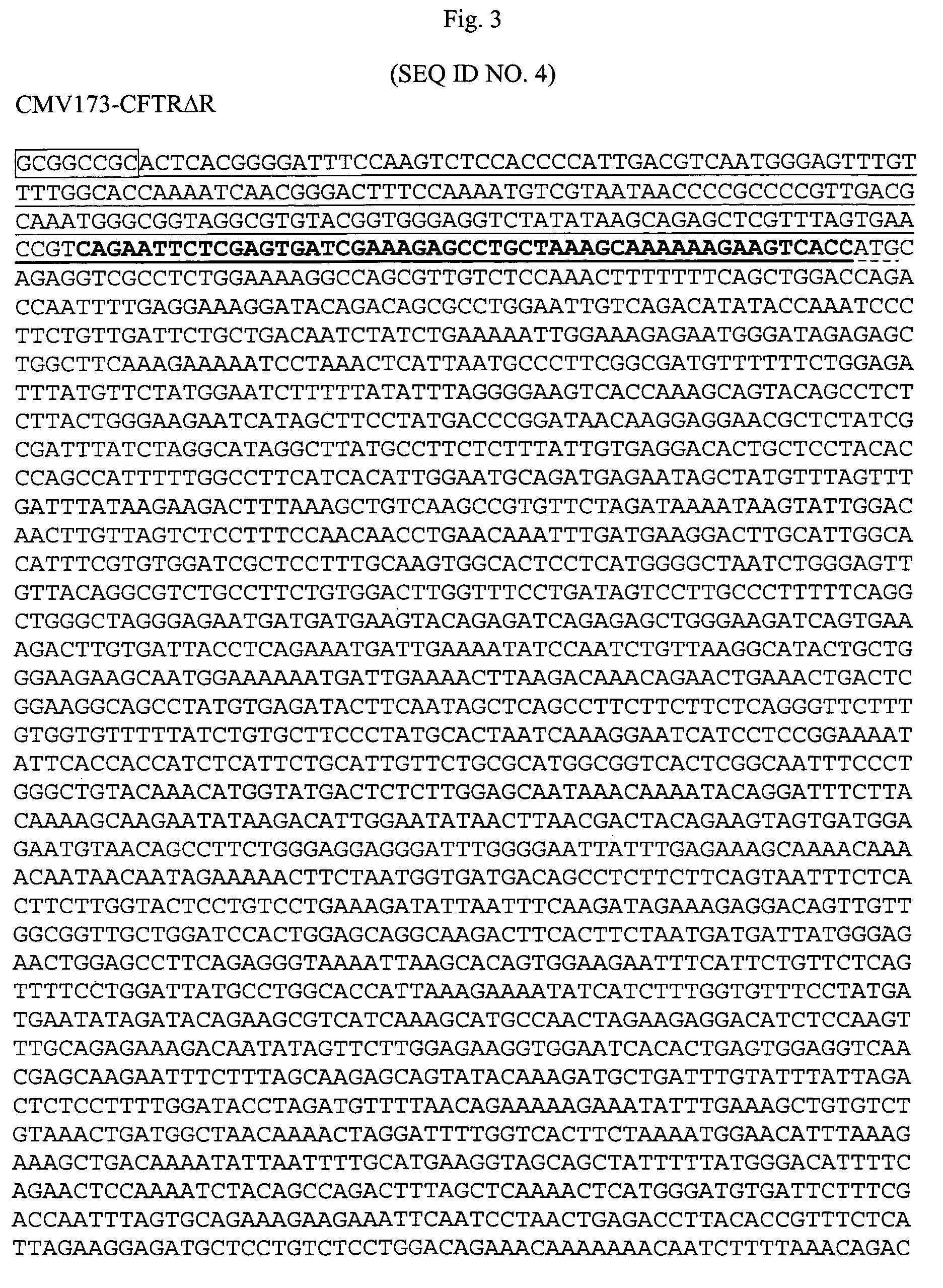 Truncated CMV promoters and vectors containing same