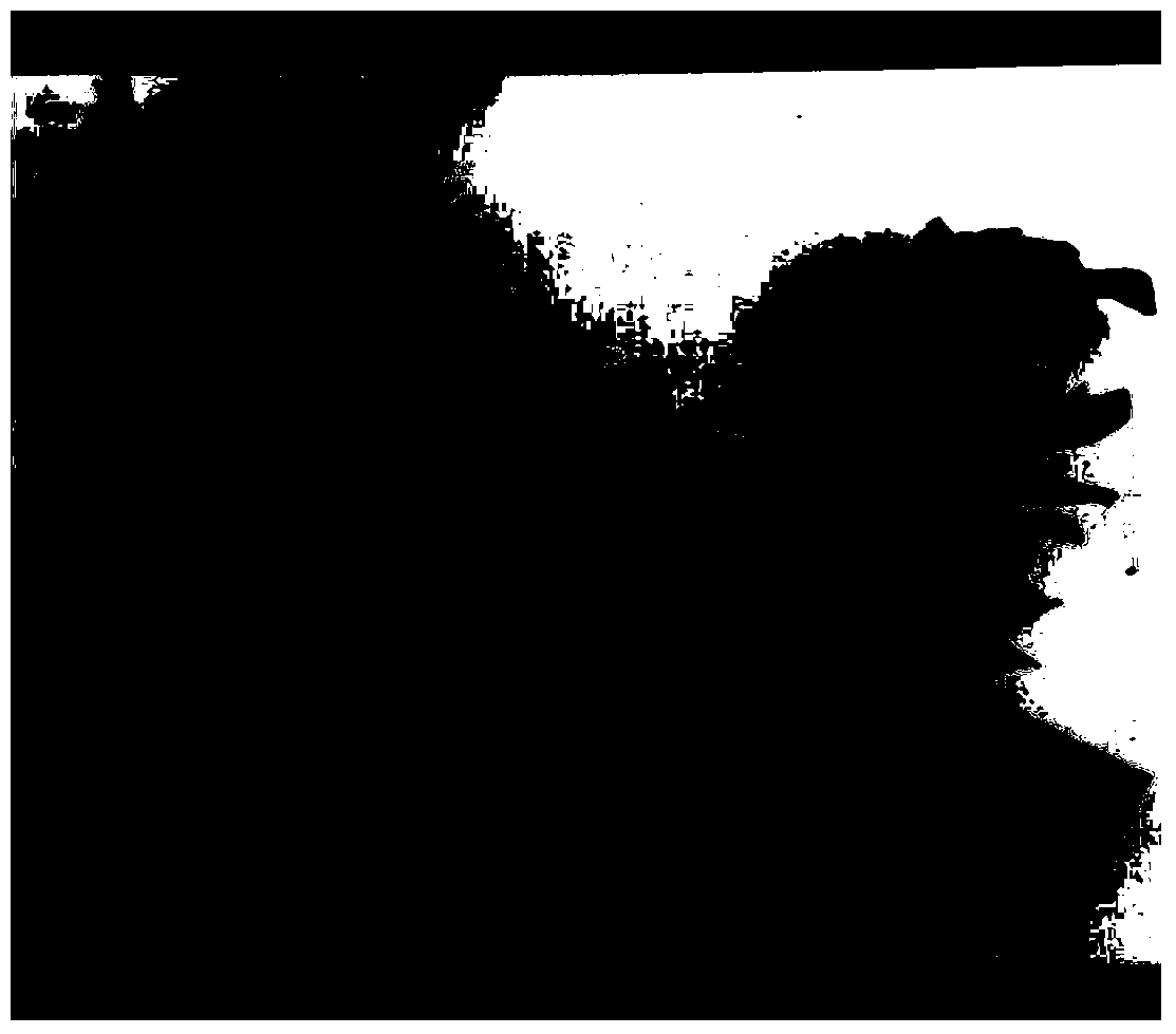 Mutagenesis method for tetraploid petunia