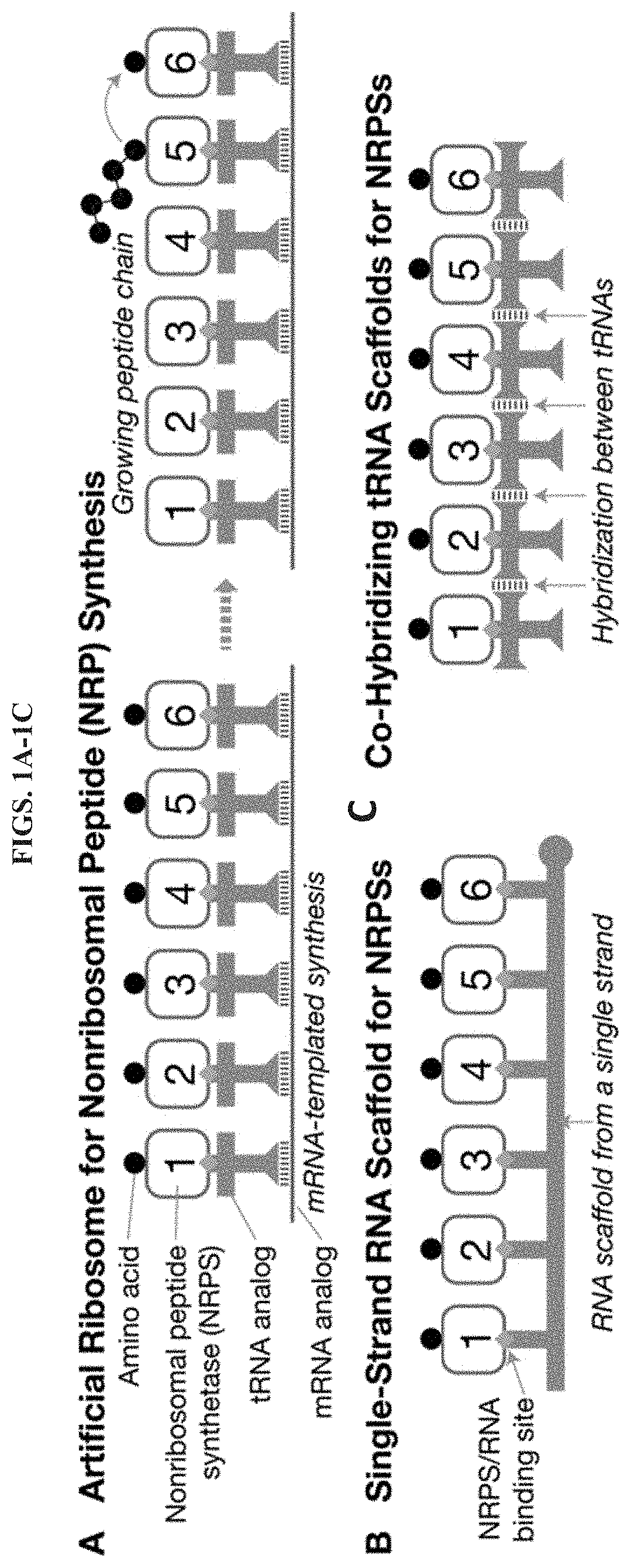 Artificial Ribosomes for Fully Programmable Synthesis of Nonribosomal Peptides