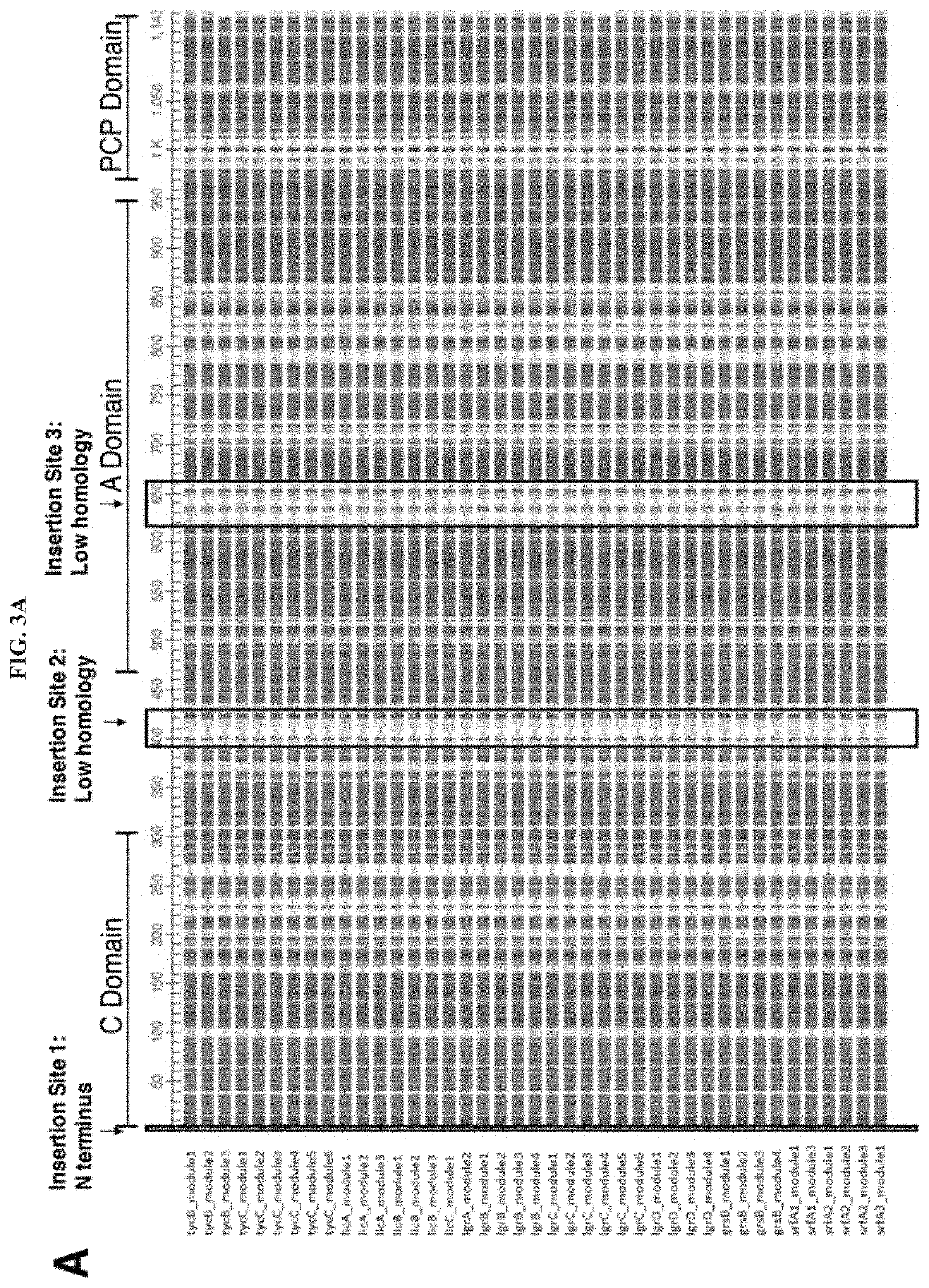 Artificial Ribosomes for Fully Programmable Synthesis of Nonribosomal Peptides