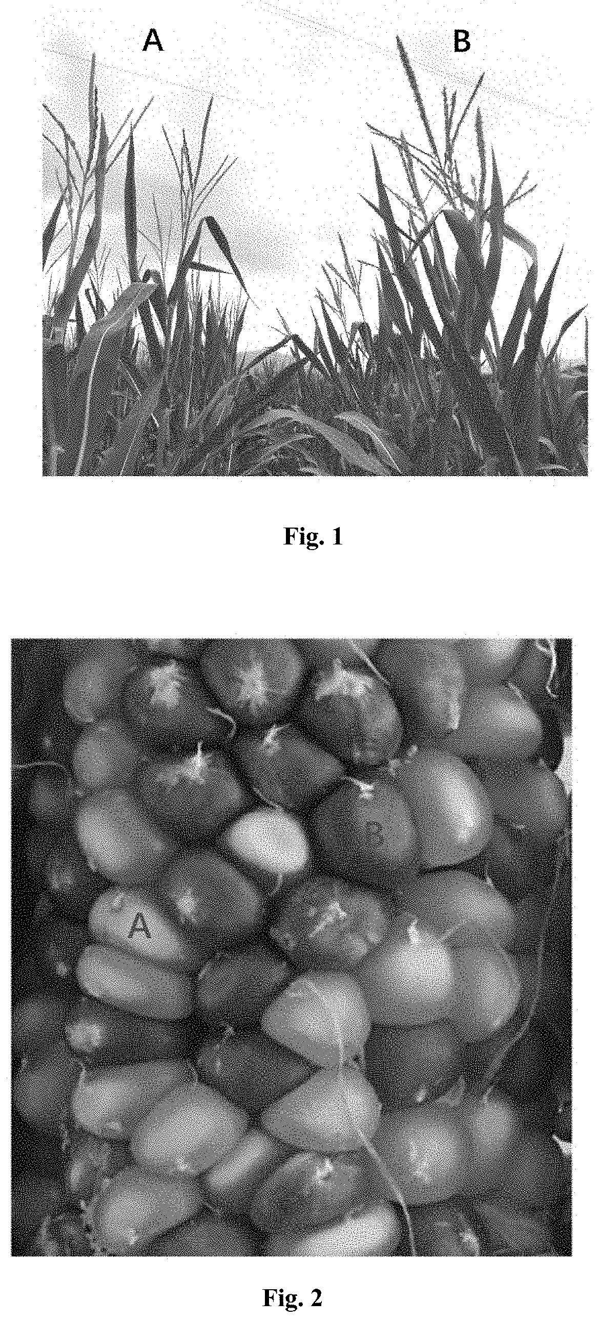 Male sterility maintainer line plant and use thereof