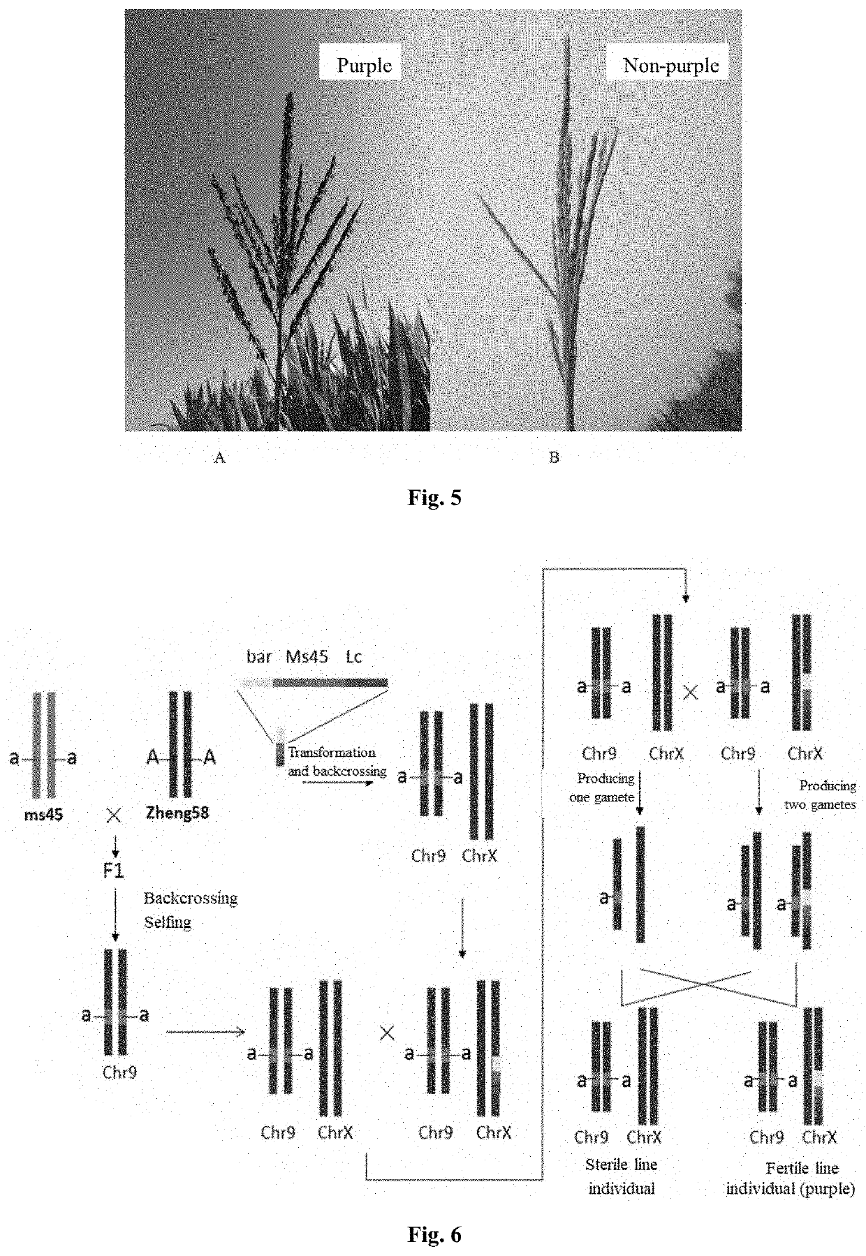 Male sterility maintainer line plant and use thereof